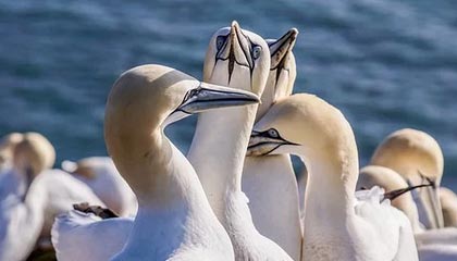 开云·体育官网-多特蒙德前锋连续演零射门，球迷对其能力存疑，多特蒙德队