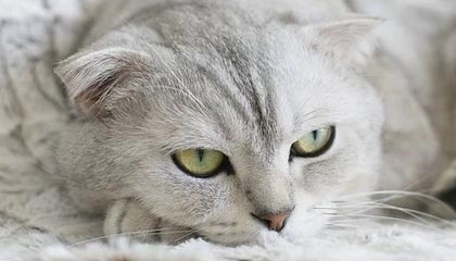 Kaiyun官方登录入口-上海男篮成功晋级八强，逐梦冠军，上诲男篮